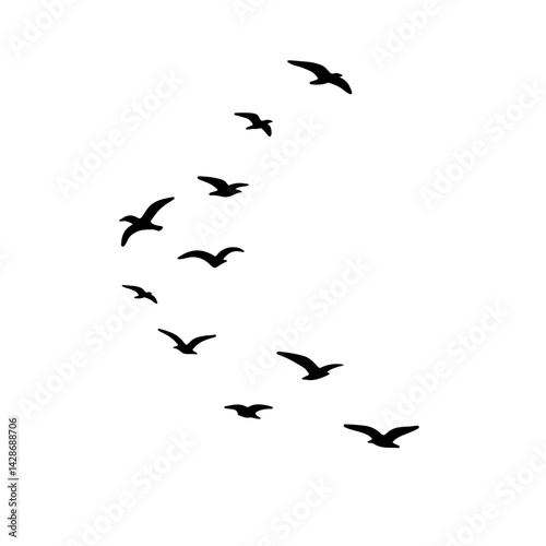 flock of seagulls