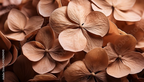 beautiful dry mocha mousse hydrangea petals close up