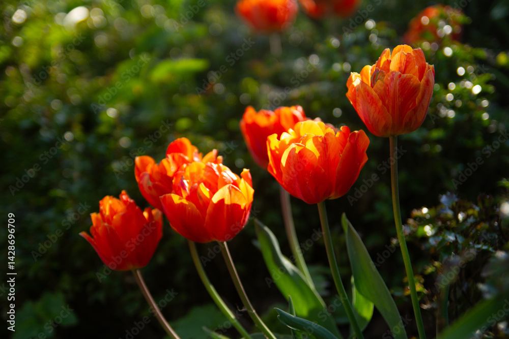 Macro view of red-yellow tulip (Tulipa) in spring Macro view of red-yellow tulip (Tulipa) in spring