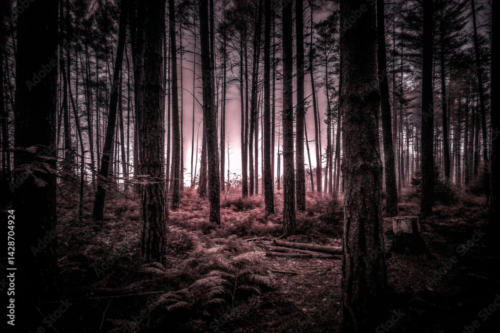 Obraz premium dark forest in the fog