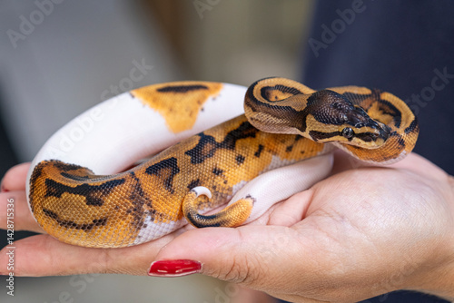 Murais de parede Baby Pied ball python in a woman's hand.