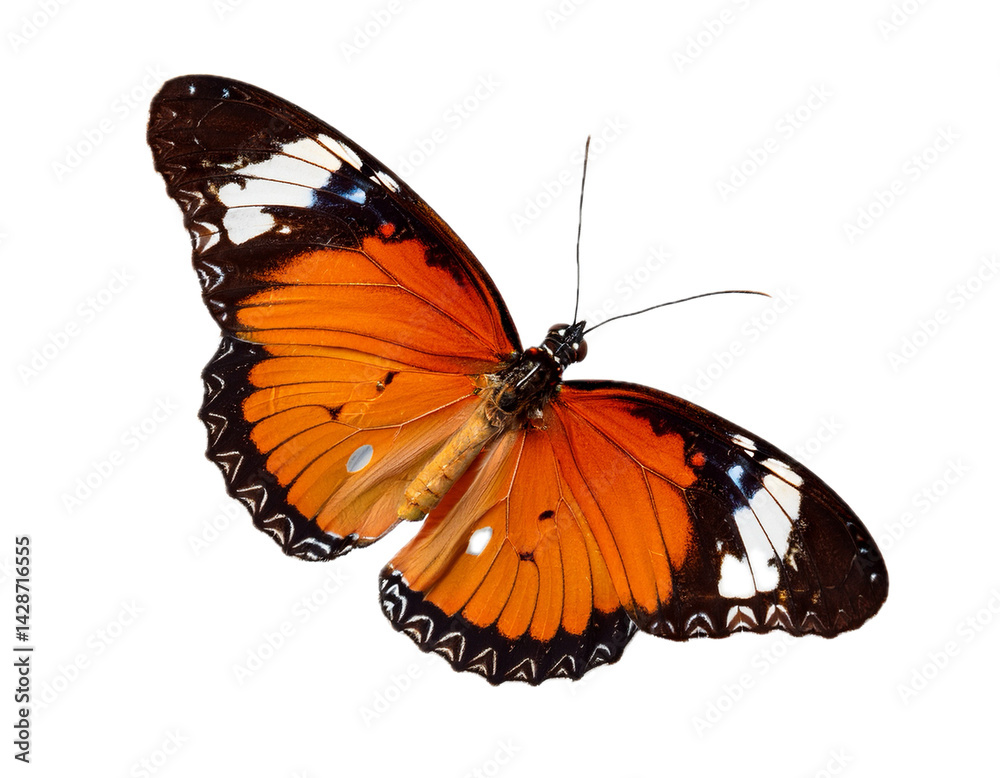 Fototapeta premium Butterfly flying isolated on transparent background