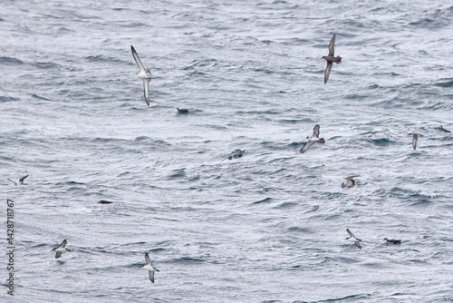 Mixed Shearwaters (Sooty, Cory's and Manx Shearwaters) flying off Lands End, Cornwall, UK.