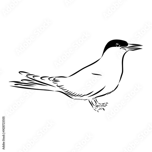 Aleutian Tern. Vector outline icon.