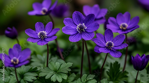 Closeup Purple Flowers In Bloom