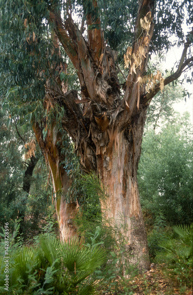 Eucalyptus