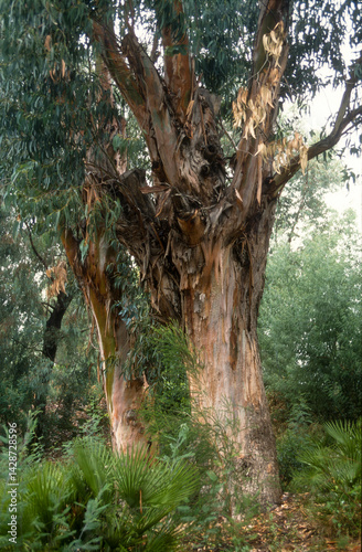 Obraz na płótnie Eucalyptus w salonie
