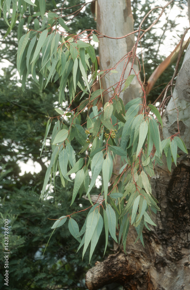 Eucalyptus