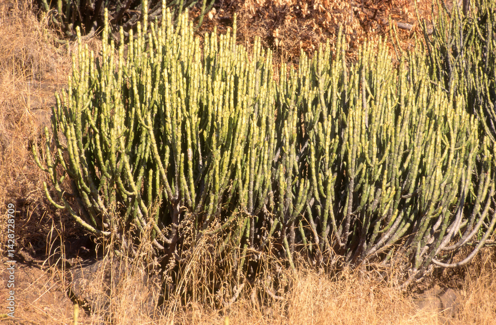 Euphorbia caducifolia, Euphorbe à feuilles caduques, Parc national de Ranthambore, Rajasthan; Inde