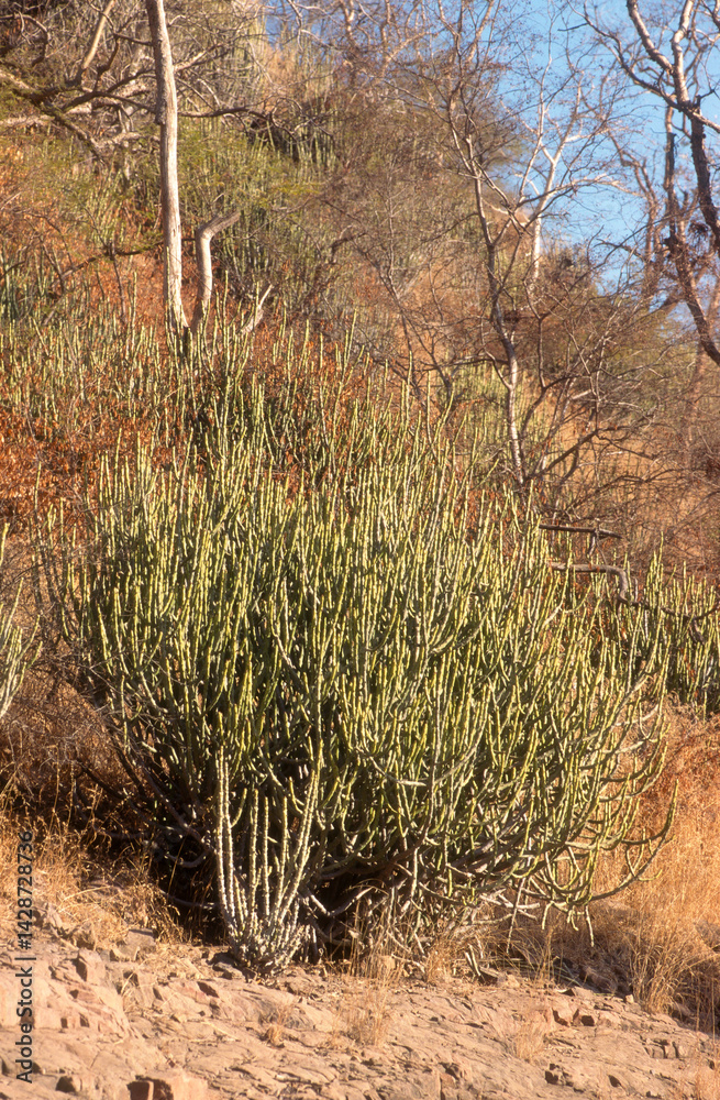 Euphorbia caducifolia, Euphorbe à feuilles caduques, Parc national de Ranthambore, Rajasthan; Inde