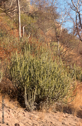 Obraz na płótnie Euphorbia caducifolia, Euphorbe à feuilles caduques, Parc national de Ranthambore, Rajasthan; Inde w salonie