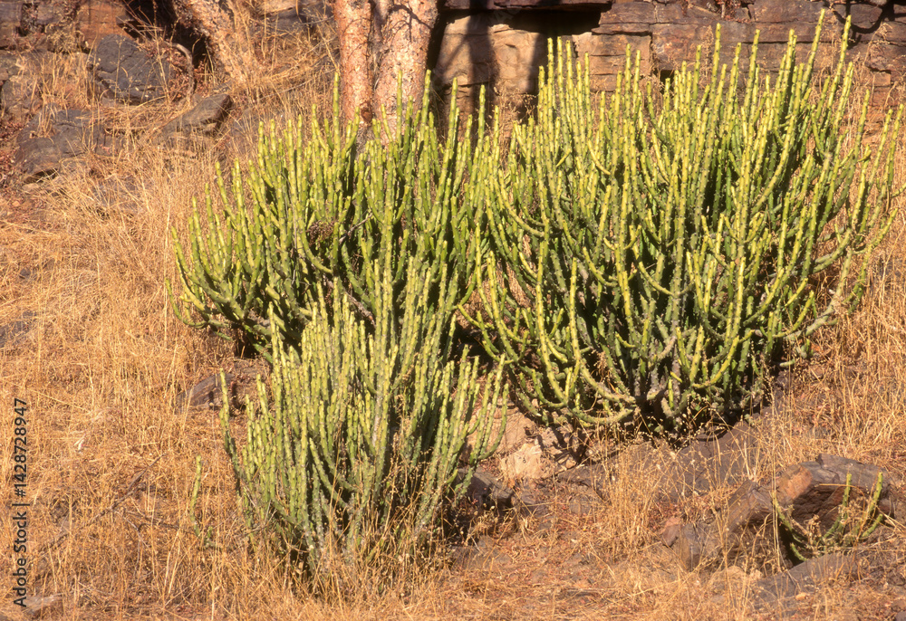Euphorbia caducifolia, Euphorbe à feuilles caduques, Parc national de Ranthambore, Rajasthan; Inde