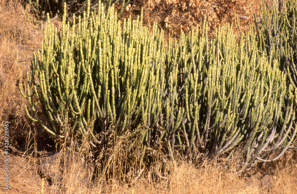 Euphorbia caducifolia, Euphorbe à feuilles caduques, Parc national de Ranthambore, Rajasthan; Inde