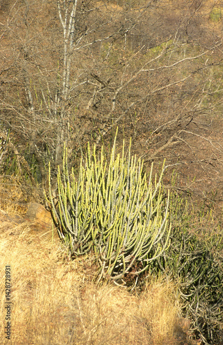 Obraz na płótnie Euphorbia caducifolia, Euphorbe à feuilles caduques, Parc national de Ranthambore, Rajasthan; Inde w salonie