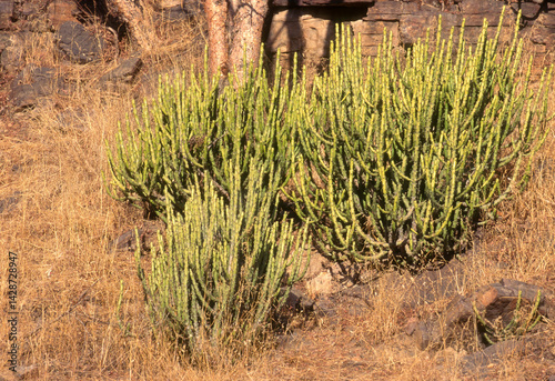 Obraz na płótnie Euphorbia caducifolia, Euphorbe à feuilles caduques, Parc national de Ranthambore, Rajasthan; Inde w salonie