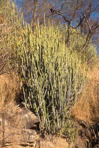 Euphorbia caducifolia, Euphorbe à feuilles caduques, Parc national de Ranthambore, Rajasthan; Inde
