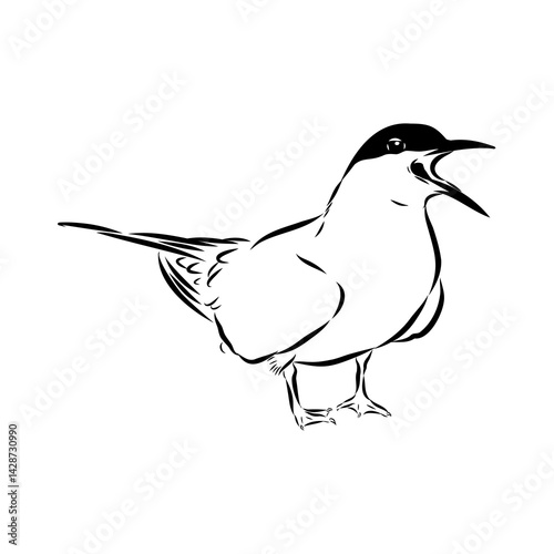 Aleutian Tern. Vector outline icon.