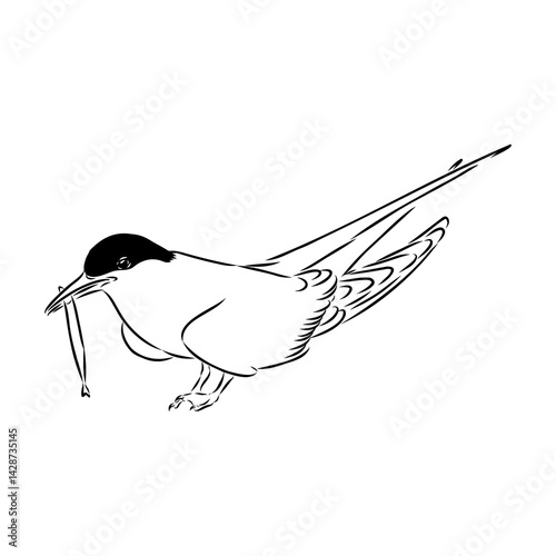 Aleutian Tern. Vector outline icon.