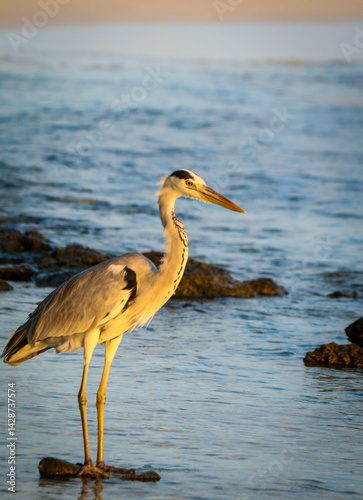Grey heron looking for food at the beachside