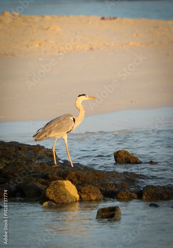 Grey heron looking for food at the beachside