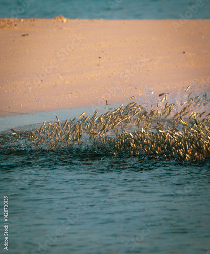 small fishes jump out of water when chase by bigger fish at Fulidhoo island in Maldives