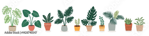 Different types of exotic potted house plants