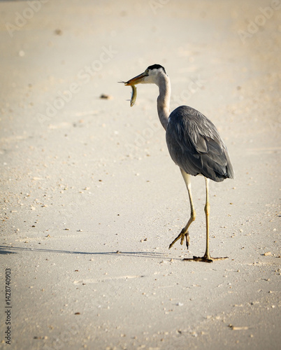 grey heron catching fish at the beachside