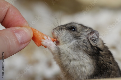 Hamster Eats Carrot. Domestic Djungarian Hamster Eats Food.