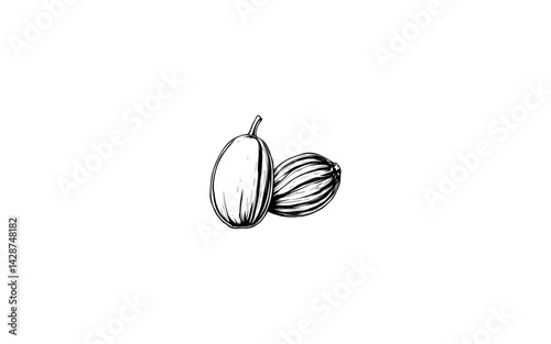 Areca Nut Fruit – AI-Styled Nut Illustration with Hard Exterior Shell