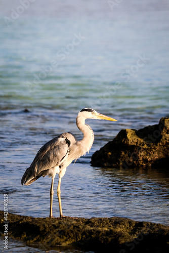 grey heron looking for for food at Fulidhoo Island beach in Maldives