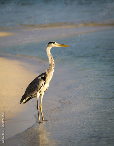 portrait of the elegant grey heron standing by the beach in Fulidhoo Island Maldives