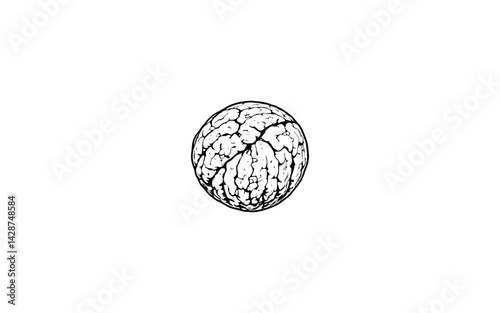 Arizona Walnut Fruit – AI-Inspired Hard-Shelled Nut with Natural Texture