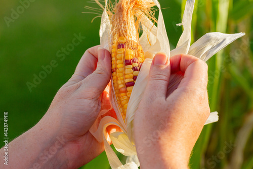 Hand opening up homegrown rainbow corn to show kernels