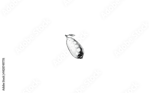 Australian Finger Lime – AI-Stylized Illustration of Bumpy Cylindrical Citrus with Exposed Tip