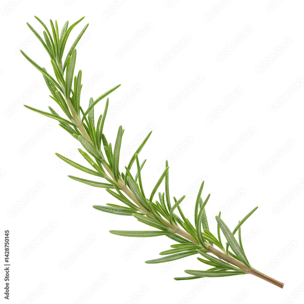 Fototapeta premium Elegant rosemary branch with natural curvature and shading
