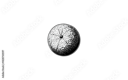  Australian Round Lime – AI-Rendered Spherical Citrus with Dimpled Skin and Defined Stem