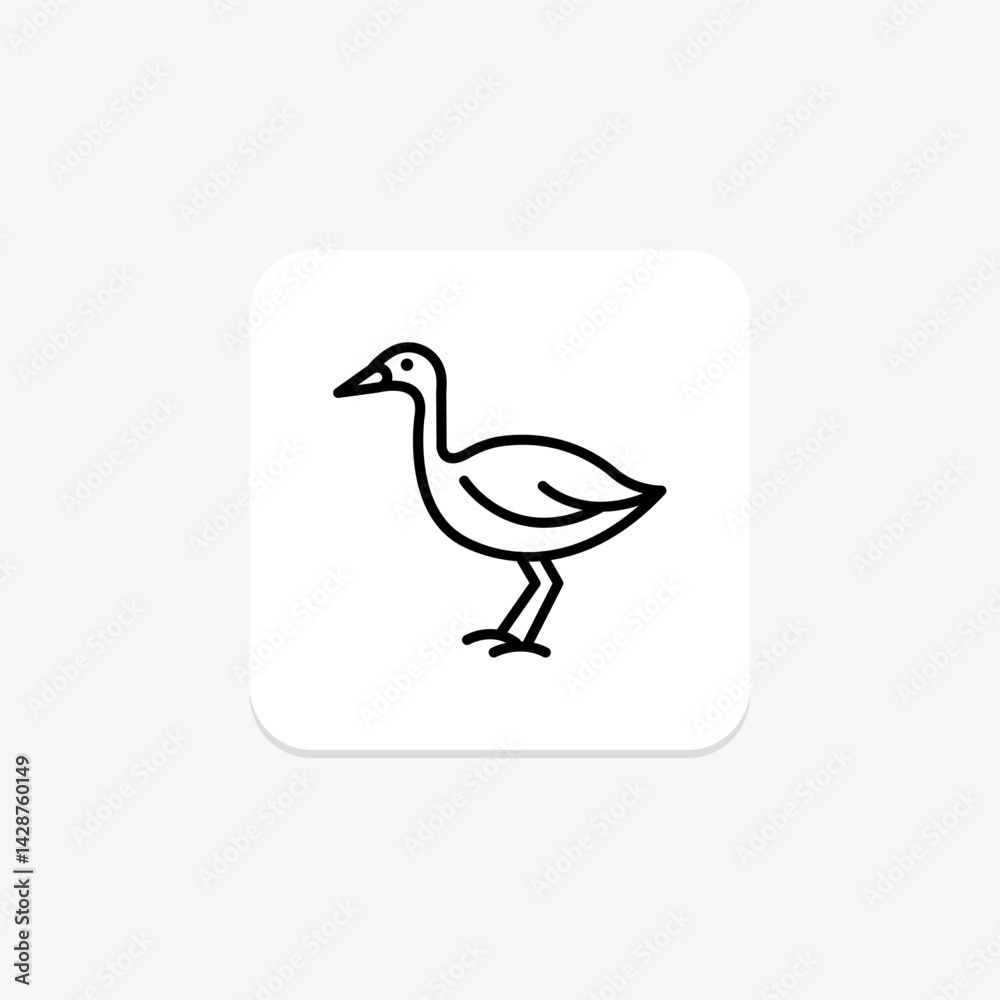 Lapwing, vector, pixel perfect, illustrator file