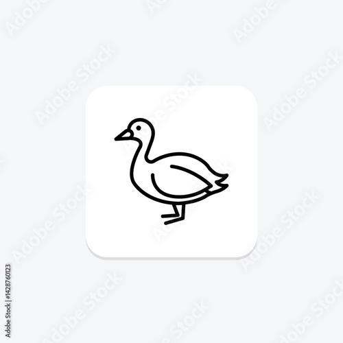 Coot, vector, pixel perfect, illustrator file