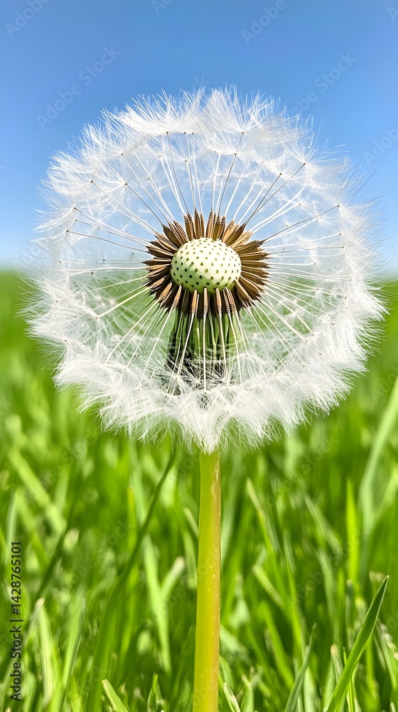 Naklejka premium Fluffy dandelion seed head against a vibrant blue sky and green field