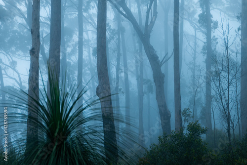 Blue foggy morning forest landscape scene