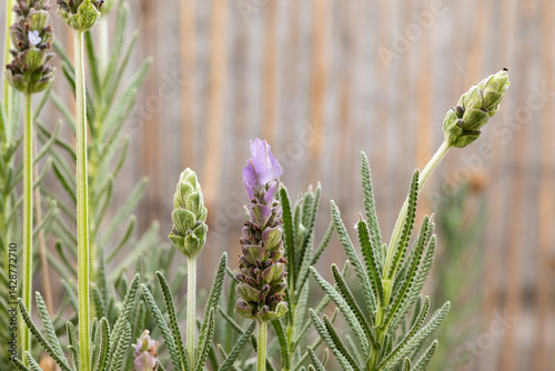 flores de lavanda en el jardín