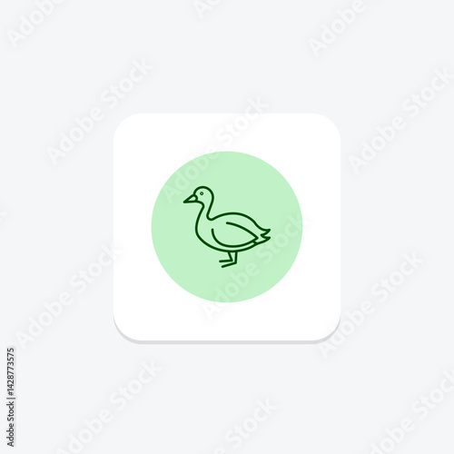 Coot, vector, pixel perfect, illustrator file