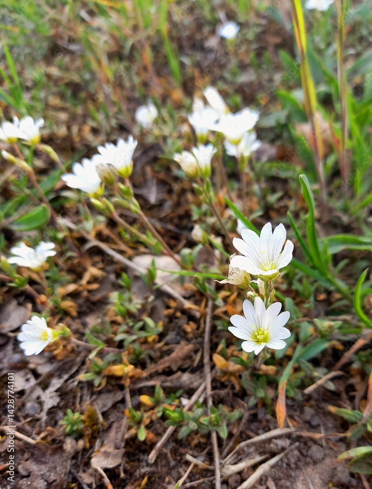 Acker-Hornkraut,Cerastium arvense ist eine Pflanze innerhalb der Familie der Nelkengewächse, Caryophyllaceae. Es ist eine Heilpflanze und essbar.