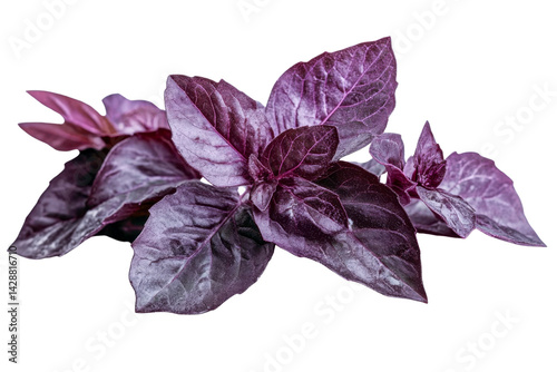 purple basil leaves - isolated on white background