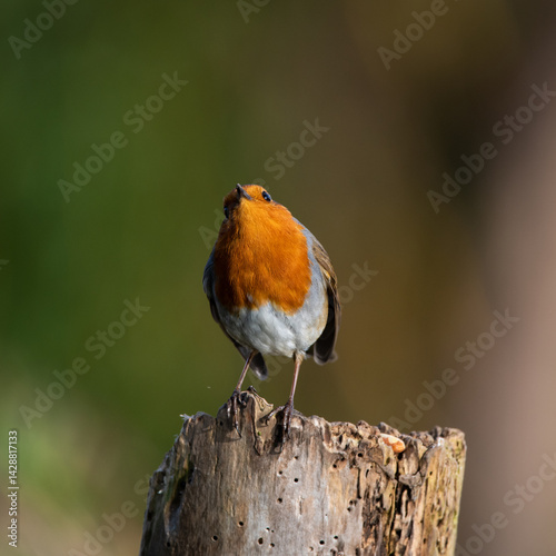 фотографія Robin. A winter sentinel