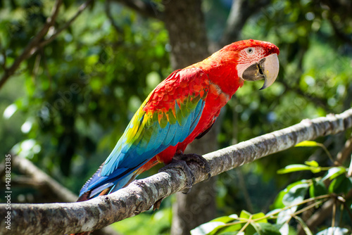Macaws in trees