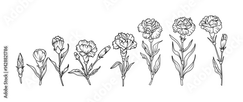 Set of hand drawn carnation flower illustration set in black and white line art style. Vector botanical drawing for tattoo, packaging, card design, and floral decor