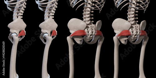 3d Illustration of Piriformis Muscle Movement