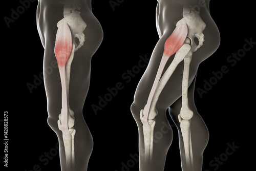 3d Illustration of Tensor Fasciae Latae Muscle Movement Side View