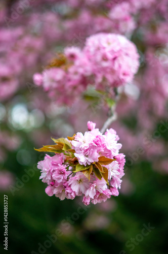 close up of pink cherry blossom tree in the spring vertical
